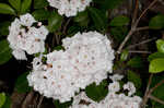 Mountain laurel